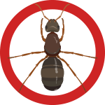 Ant